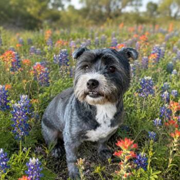 Princess 26-05-103 -  Terrier and Australian Cattle Dog Blue Heeler Dog Available for Adoption in Bastrop, Texas - Princess 26-05-103 | PetCurious