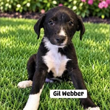 Gil Webber -  Mixed Breed Dog for Adoption in Brewton, Alabama - Gil Webber | PetCurious