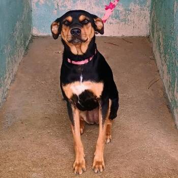 Rottweiler and Cattle Dog Dogs Available for Adoption in Palestine, Texas - Bella | PetCurious