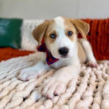 Ace Water Boy Cannonball -  Great Pyrenees and Labrador Retriever Dog for Adoption in Friendswood, Texas - Ace Water Boy Cannonball | PetCurious