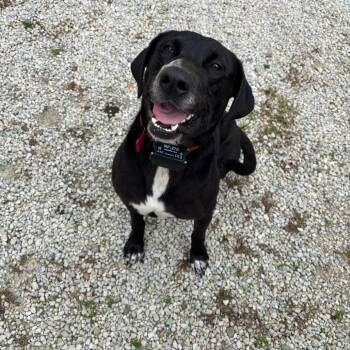 Nyx -  Black Labrador Retriever and Mixed Breed Dog for Adoption in Bristol, Indiana - Nyx | PetCurious