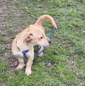 Cairn Terrier Dogs Available for Adoption in Louise, Texas - Apple | PetCurious