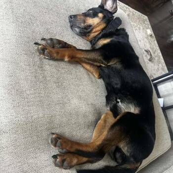 Arnold -  Hound and Terrier Dog for Adoption in Nashville, Tennessee - Arnold | PetCurious