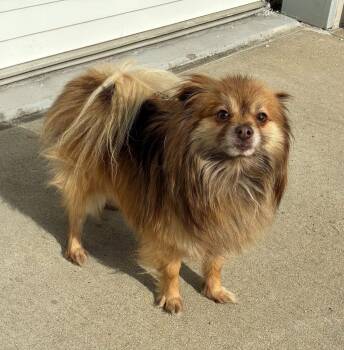 Pomeranian Dogs Available for Adoption - Spike | PetCurious