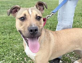Black Mouth Cur Dogs Available for Adoption in Columbus, Indiana - Bunny | PetCurious