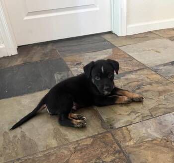 German Shepherd Dog and Husky Dogs Available for Adoption in Phoenix, Arizona - Eminem | PetCurious