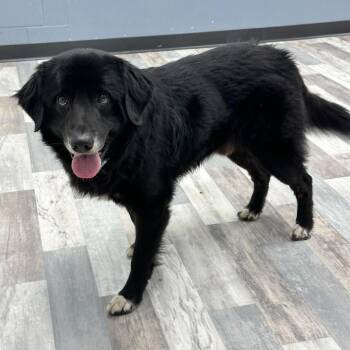 Earl -  Bernese Mountain Dog Dog for Adoption in Lufkin, Texas - Earl | PetCurious