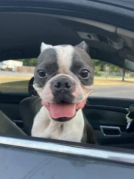 TOOTS -  Mixed Breed Dog for Adoption in Dallas, Texas - TOOTS | PetCurious