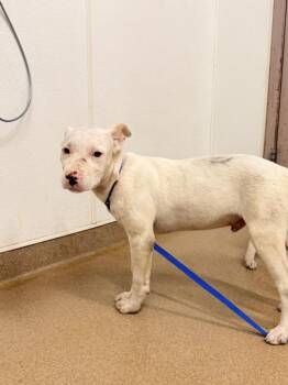 LIONEL -  Pit Bull Terrier Dog for Adoption in Hayward, California - LIONEL | PetCurious