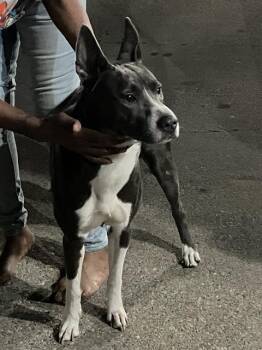 Mixed Breed Dogs Available for Adoption - LUCILLE | PetCurious