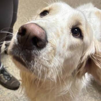 Great Pyrenees and Mixed Breed Dogs Available for Adoption in Merriam, Kansas - Hercules | PetCurious