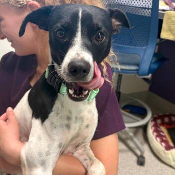 Diggory -  Terrier and Mixed Breed Dog for Adoption in Englewood, Florida - Diggory | PetCurious