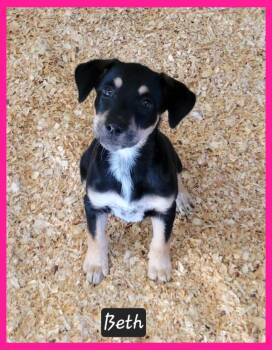 Beth -  Australian Kelpie Dog for Adoption in Granbury, Texas - Beth | PetCurious