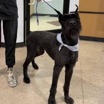 FWT Samson -  Giant Schnauzer Dog for Adoption in Midland, Texas - FWT Samson | PetCurious