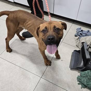 Storm -  Pit Bull Terrier and Mastiff Dog for Adoption in Newark, New Jersey - Storm | PetCurious