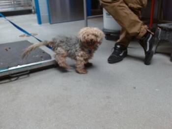 PAQUITO -  Yorkshire Terrier Dog for Adoption in Albuquerque, New Mexico - PAQUITO | PetCurious