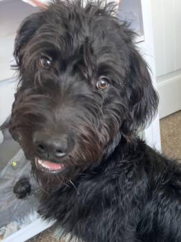 Dixon -  Labradoodle Dog for Adoption in Baker, Louisiana - Dixon | PetCurious