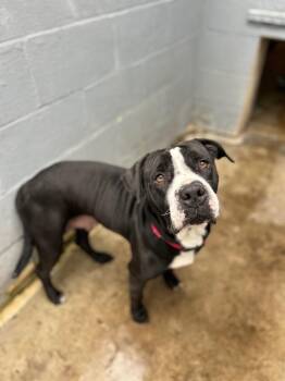 Rescue Mixed Breed Dogs for Adoption in Olean, New York - Fiona | PetCurious