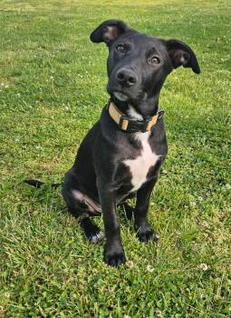 Terrier Dogs Available for Adoption in Berlin, New Jersey - Olaf | PetCurious