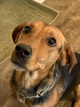 Beagle and Black And Tan Coonhound Dogs Available for Adoption - Ember | PetCurious