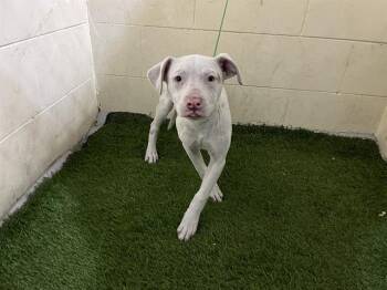 American Bulldog and Mixed Breed Dogs Available for Adoption - A1260933 | PetCurious