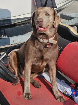 Luko -  Labrador Retriever Dog for Adoption in Indianapolis, Indiana - Luko | PetCurious