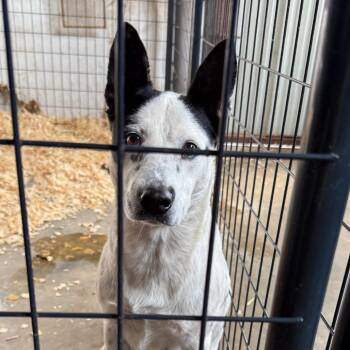 Winnie -  Australian Cattle Dog Blue Heeler and Mixed Breed Dog for Adoption in Riverwoods, Illinois - Winnie | PetCurious
