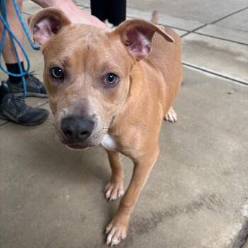 06/19/2026-Stray-OldCussetaRoad -  Mixed Breed Dog for Adoption in Columbus, Georgia - 06/19/2026-Stray-OldCussetaRoad | PetCurious