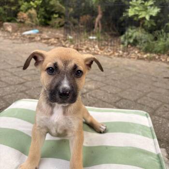 Chiweenie and Fox Terrier Dogs Available for Adoption - ARLO | PetCurious