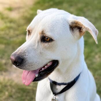 Dove -  Labrador Retriever Dog for Adoption in Brookeville, Maryland - Dove | PetCurious