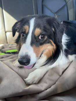 Buddy -  Australian Shepherd Dog for Adoption in Coarsegold, California - Buddy | PetCurious