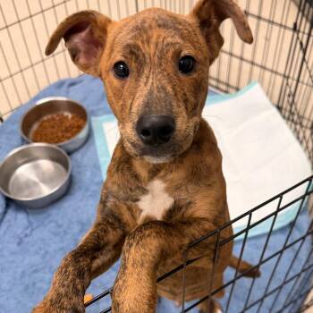 Pit Bull Terrier Dogs Available for Adoption - Tattoo | PetCurious