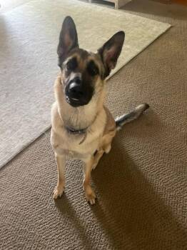 Belgian Shepherd Malinois and German Shepherd Dog Dogs Available for Adoption in Shawnee, Oklahoma - Max | PetCurious