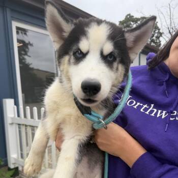 Earl -  Husky Dog for Adoption in Northbrook, Illinois - Earl | PetCurious