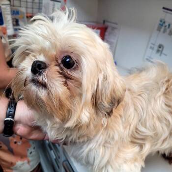 Wookie -  Shih Tzu and Mixed Breed Dog for Adoption in Belfair, Washington - Wookie | PetCurious