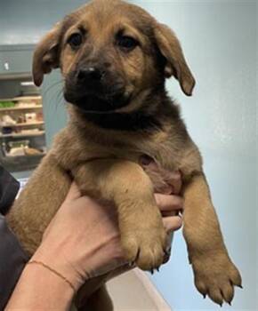 German Shepherd Dog and Mixed Breed Dogs Available for Adoption in Newton, North Carolina - ZURI | PetCurious