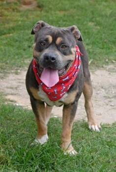 Navy --Courtesy Post. Out of town pet. See below for details-- -  Pit Bull Terrier Dog for Adoption in Eagle, Idaho - Navy --Courtesy Post. Out Of Town Pet. See Below For Details-- | PetCurious