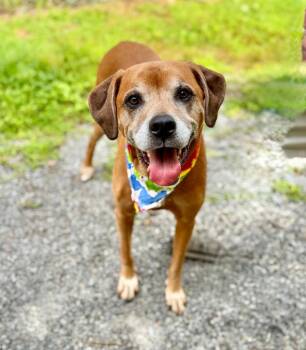 Echo -  Mixed Breed Dog for Adoption in Ellijay, Georgia - Echo | PetCurious