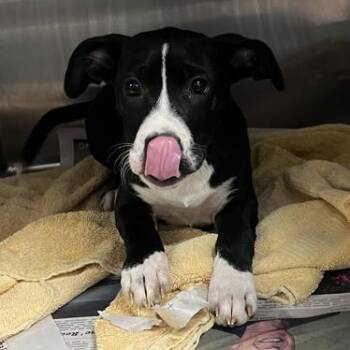 Boxer Dogs Available for Adoption in Hattiesburg, Mississippi - Patch | PetCurious