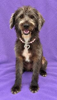 Hannah -  Schnoodle Dog for Adoption in Lodi, California - Hannah | PetCurious
