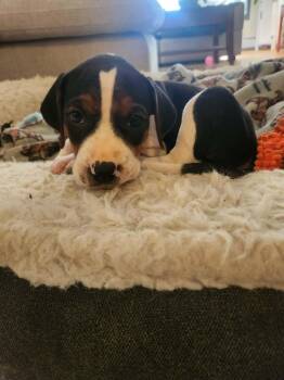 Katherine -  Treeing Walker Coonhound Dog for Adoption in Randolph, Vermont - Katherine | PetCurious