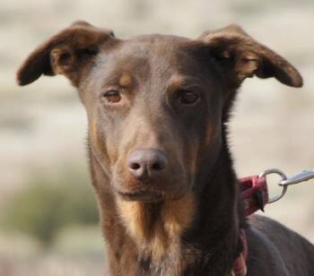 Lola -  Doberman Pinscher Dog for Adoption in Tehachapi, California - Lola | PetCurious