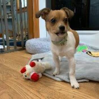 Chihuahua and Dachshund Dogs Available for Adoption in Monticello, New York - Henry | PetCurious
