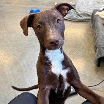 Mixed Breed Dogs Available for Adoption in Mankato, Minnesota - Molly | PetCurious
