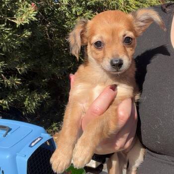 Kanga -  Chihuahua Dog for Adoption in Chico, California - Kanga | PetCurious