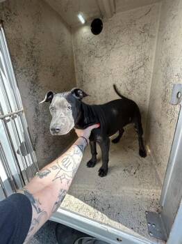 A479973 -  Pit Bull Terrier and Mixed Breed Dog for Adoption in Oklahoma City, Oklahoma - A479973 | PetCurious