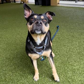 Sweety -  American Bulldog Dog for Adoption in West Palm Beach, Florida - Sweety | PetCurious