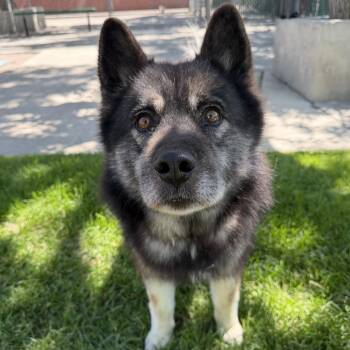 BlackJack -  Husky Dog for Adoption in Murray, Utah - BlackJack | PetCurious