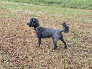 Fillmore -  Poodle Dog for Adoption in Millcreek, Utah - Fillmore | PetCurious