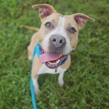 Eros -  Mixed Breed Dog for Adoption in Davenport, Iowa - Eros | PetCurious